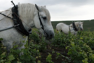 horses-vinyard